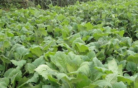 雪莲果的施肥技术 雪莲果的施肥技术与管理