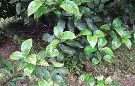 果树药害症状及补救措施 果树发生药害,应该采取怎样的补救措施?