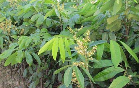 如何防止龙眼大小年结果（龙眼大小年结果现象的原因及克服途径）