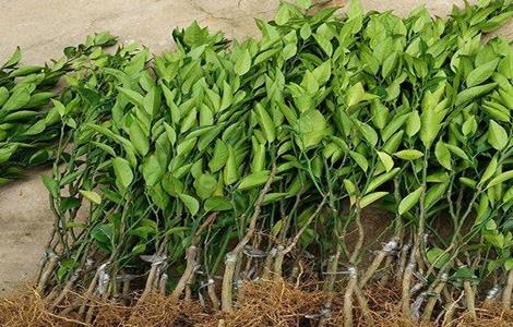 柑橘嫁接苗繁育方法（柑橘嫁接苗繁育方法有哪些）