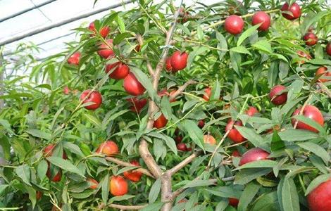 大棚油桃管理要点 大棚油桃管理要点和措施