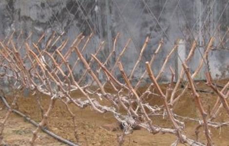 葡萄修剪技术要点 葡萄修剪技巧