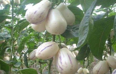 人参果的施肥方法（人参果施肥方法和用量）