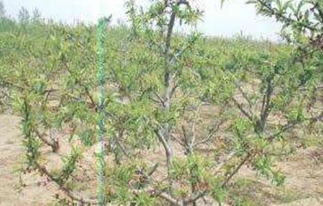 桃树早衰原因及防治措施（桃树为什么早衰及对策）