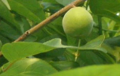 杏树不结果原因及解决方法（杏树不结果怎么办）