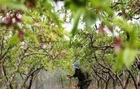 杏树的施肥方法（杏树怎样施肥）