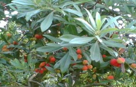 杨梅成活率低的原因（杨梅成活率低的原因有哪些）