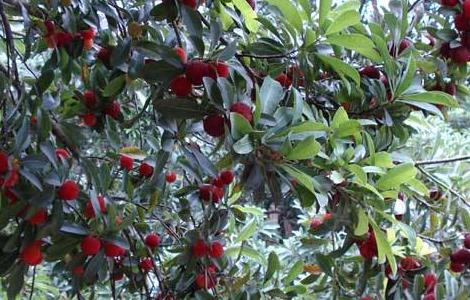 杨梅扦插育苗技术(杨梅扦插育苗技术视频)