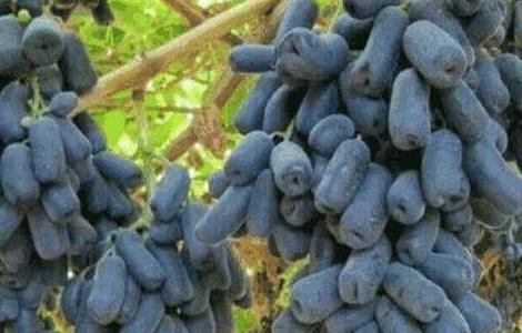 蓝宝石葡萄优缺点 蓝宝石葡萄优缺点介绍