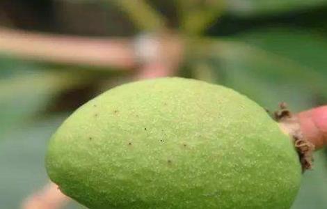 芒果结果期的管理 芒果结果期的管理措施