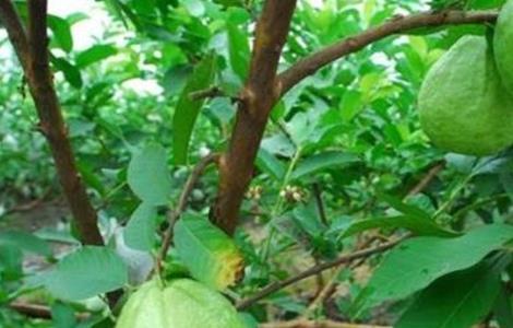 芭乐种植与管理技术（芭乐种植与管理技术就业前景）