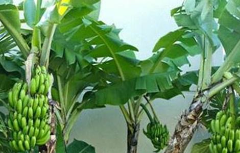 香蕉种植管理技术 香蕉种植管理技术要点