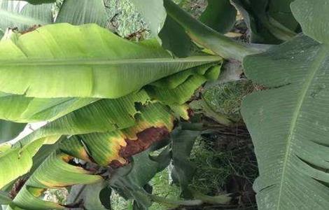 香蕉束顶病怎么防治 香蕉束顶病防治时期