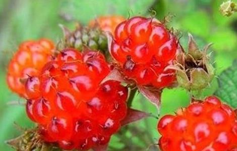 山莓病虫害防治措施（草莓病虫害的防治）