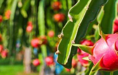 火龙果结果期的管理 火龙果结果期的管理措施