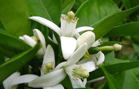 柑橘疏花疏果措施 柑橘疏花疏果措施