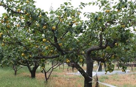 果树根外追肥的好处 植物根外追肥的特点
