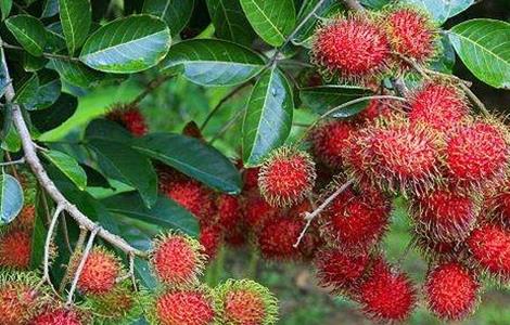 红毛丹的田间管理方法（红毛丹怎么管理）