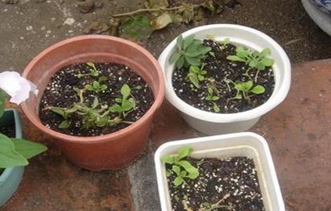 龙眼育苗方法 龙眼如何育苗