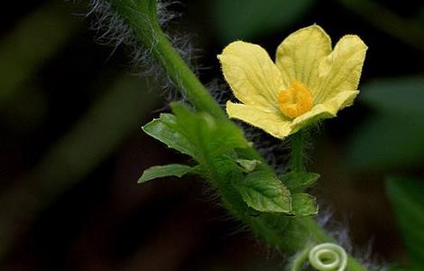 西瓜开花结果期的管理(西瓜开花结果期怎么管理)