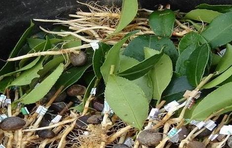 龙眼嫁接技术 龙眼嫁接技术大全视频