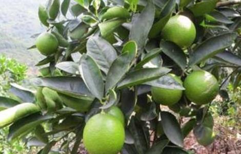 柠檬夏季管理技术 柠檬夏季的养殖方法