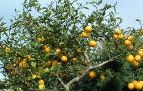 柠檬保花保果技术（柠檬保花保果技术要点）