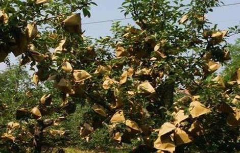 柠檬套袋时间和方法（柠檬密封袋可以放多久）