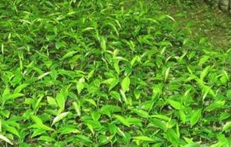 神秘果播种育苗技术（神秘果的种子种植方法）