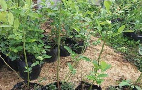 蓝莓引种注意事项（移栽蓝莓注意事项）