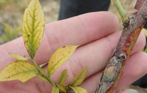 蓝莓花叶病防治措施 蓝莓叶斑病如何防治