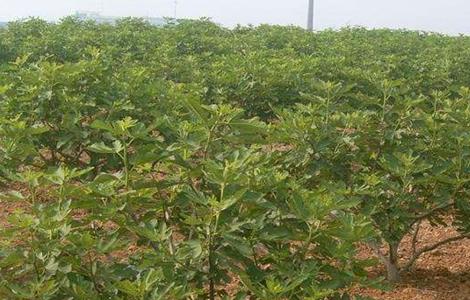 黄皮的田间管理技术（黄皮花期管理技术）