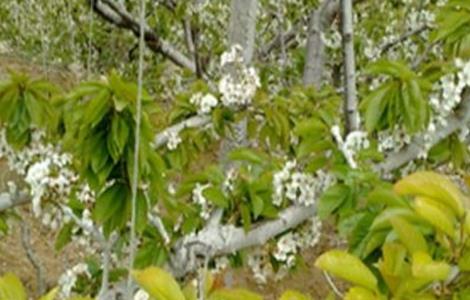 樱桃黄叶原因及防治方法 樱桃黄叶怎么办