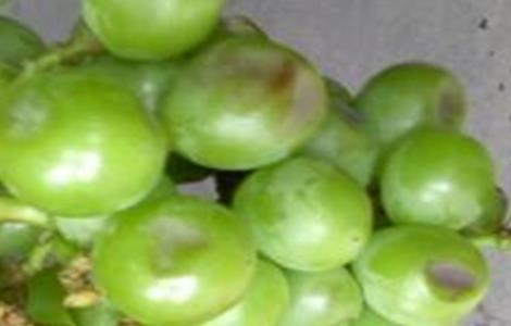 葡萄缩果原因及防治措施 葡萄缩果原因及防治措施有哪些