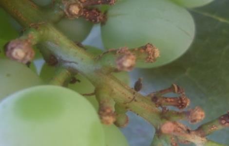 夏黑葡萄掉粒严重原因（夏黑葡萄会掉色吗）