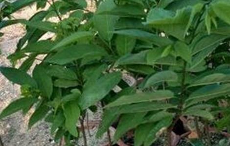 释迦果施肥要点（释迦果施肥要点有哪些）