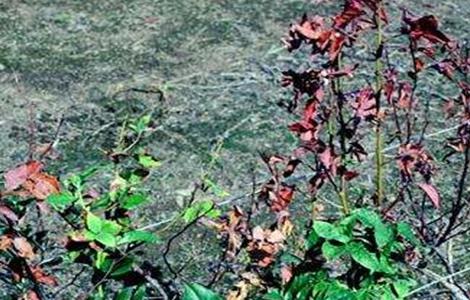 蓝莓溃疡病的防治方法 蓝莓僵果病防治方法