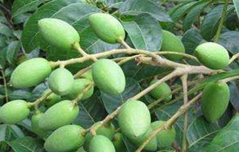 橄榄繁殖方法 橄榄繁殖方法图解