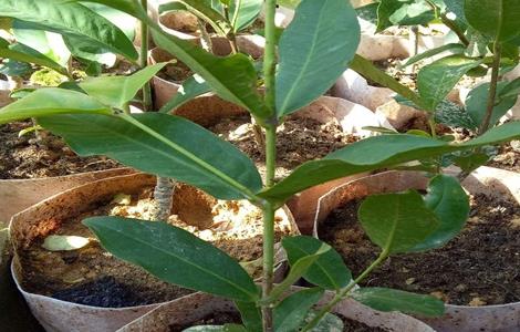 莲雾繁殖方法（莲雾繁殖方法有哪些）