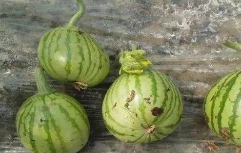 西瓜畸形怎么办 西瓜畸形怎么补救