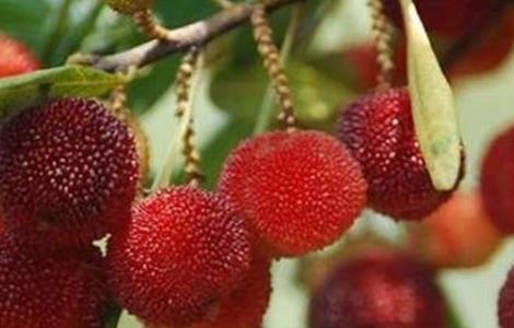 杨梅施肥时间和方法（杨梅什么时候追肥）