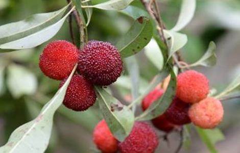 怎样防止杨梅落果（杨梅容易落果是什么原因?）