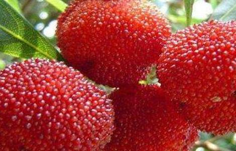 杨梅果园管理技术（杨梅果园管理技术规范）