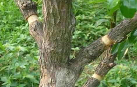 枣树环割时间和方法（枣树环割时间和方法核桃树管理）