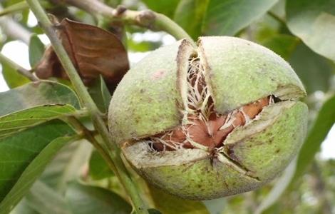 核桃繁殖方法 核桃的繁殖方法