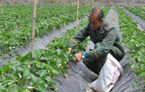 草莓施肥注意事项 草莓怎么施肥方法如下