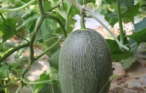 哈密瓜的种植条件 哈密瓜的种植条件和时间
