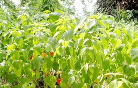 酸浆种植方法（酸浆种植方法图解）