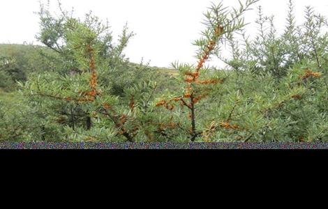 沙棘田间管理技术 沙棘田间管理技术视频