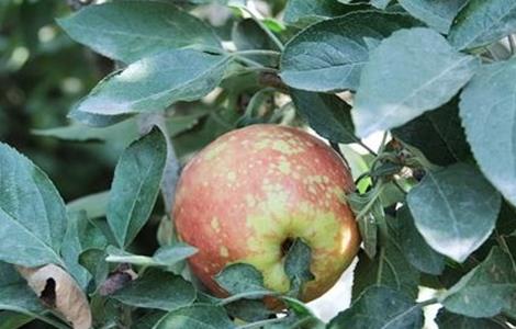 苹果病毒病防治方法 苹果病毒病防治方法视频